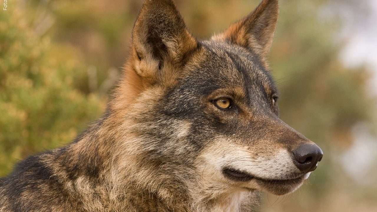 Recuperación del lobo ibérico en Andalucía