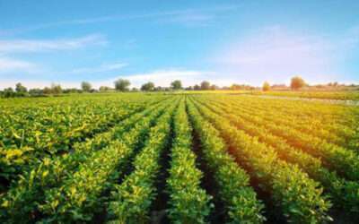 Preguntamos a la Junta por el listado de tierras y parcelas del extinto IARA en la provincia de Sevilla y también en concreto en Écija