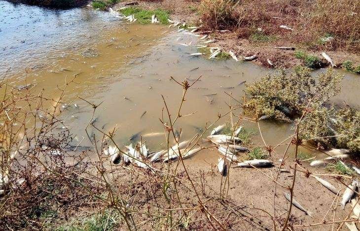 Aparición de peces muertos en el río Guadaíra (Sevilla).